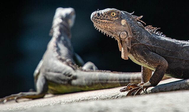 lostangelino-iguanas-5122093_640