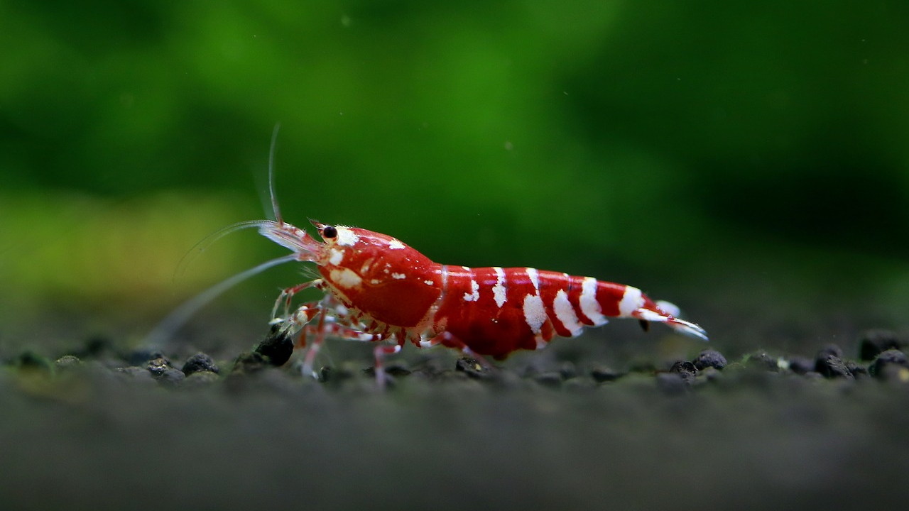 shrimp-3950047_1280