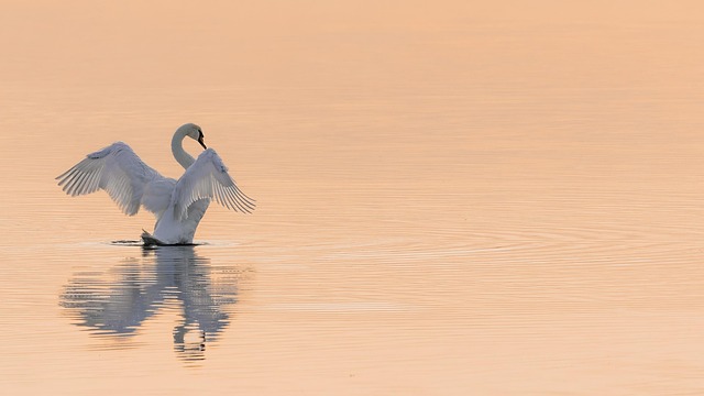 michael_fotofreund-swan-8242931_640